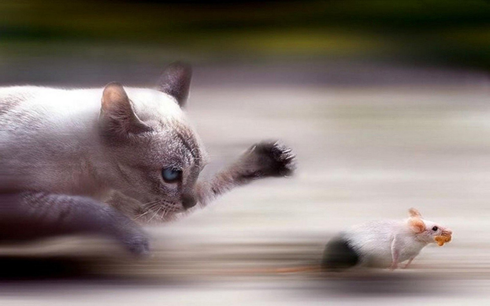 Идите я догоню. Котик бежит. Кошка за мышкой. Кот гонится за мышью. Котята бегают.